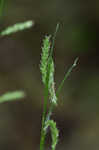 Sharpscale sedge